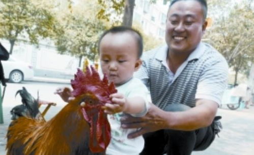 河南一只大公鸡会抽烟爱喝酒,还能保护小孩,主人 多少钱都不卖