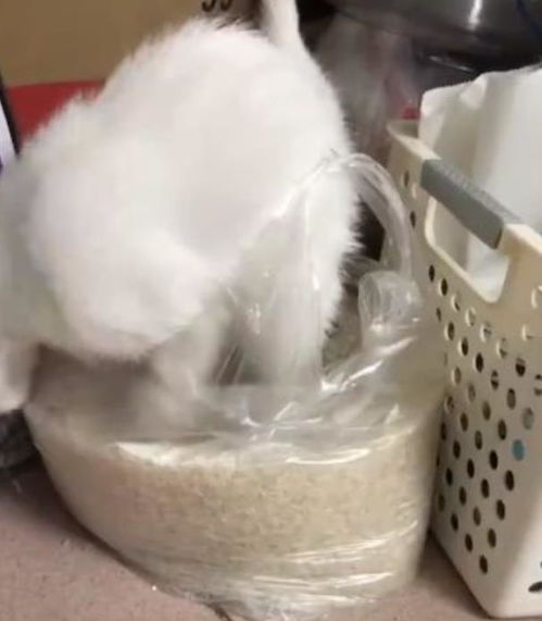 铲屎官的噩梦 猫咪把米袋当成猫砂盆,请问这猫还能要吗