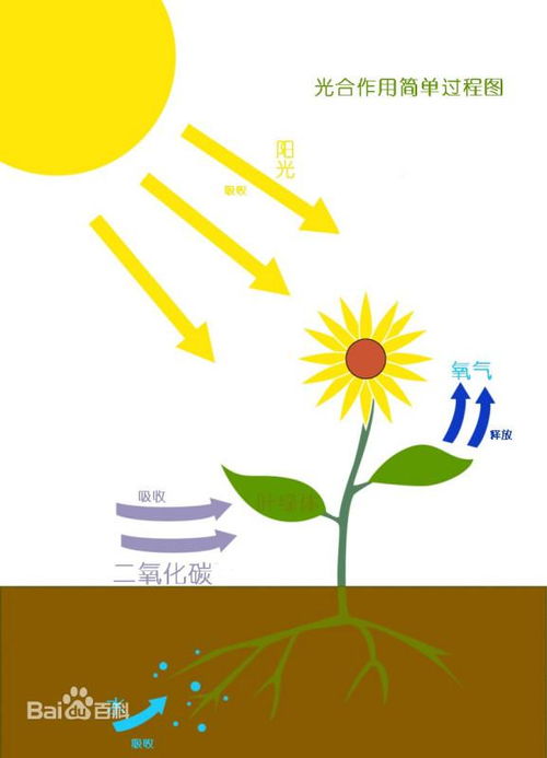 光合作用有哪些组织,绿色植物进行光合作用的主要器官是______，主要组织是______，主要细胞是______，场所是______-第3张图片