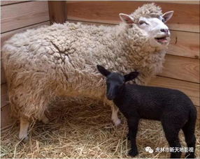 日本动物园现罕见一幕 白羊妈妈诞下纯黑小羊