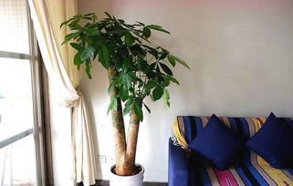 发财树是否可以晒太阳,发财树是一种受欢迎的室内植物，因其寓意着财运亨通而得名