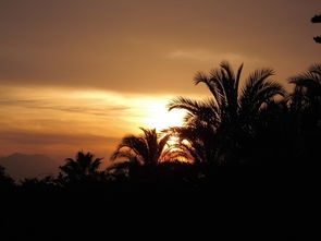 太阳,日落,棕榈树,余辉,假期,天空,海,傍晚的天空,浪漫,abendstimmung,云,落山的太阳,树,景观,性质,夏季,红色,晚上,黄昏,美丽,火热,燃烧,带红色 