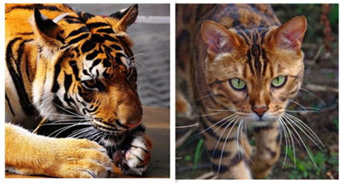 老虎也是猫科动物,那么老虎会吃掉猫咪吗