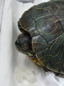 这是什么品种的乌龟 