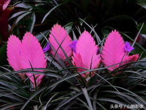 紫花凤梨花语是什么,哪些观赏凤梨的花序最具观赏价值
