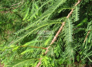 池杉和水杉哪个容易种,比较水杉、池杉、水松、落羽杉的耐水湿？并且如何区别它们？