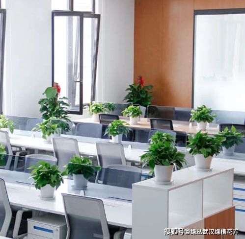 办公室植物的正确选择和摆放方法你知道吗