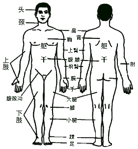 人的身体部位名称图片 文章阅读中心 急不急图文 Jpjww Com