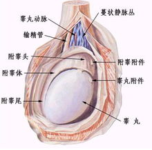 睾丸有肿块会出现不育症吗