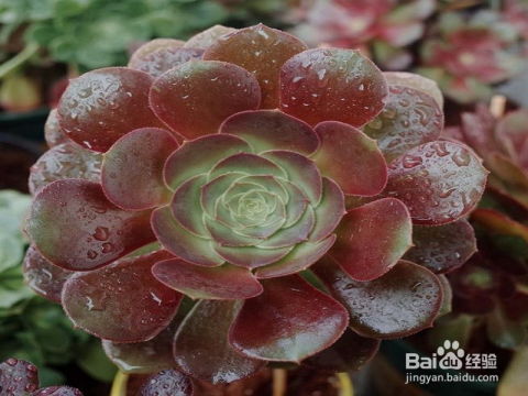 多肉植物紫羊绒,多肉植物紫羊绒的