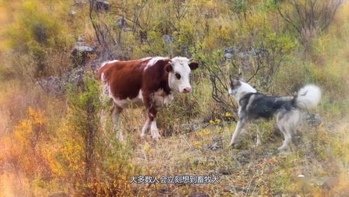 天下视野 Top10农场之友 十大畜牧农场犬种