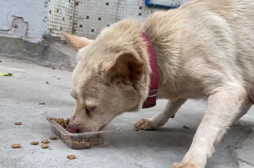 广州 狗狗生完小狗后在垃圾堆找食,吃了小伙给的罐头后致谢离去