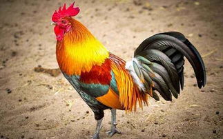 鸡的祖先是霸王龙 没那么夸张,但关系的确不远,生命进化真神奇 