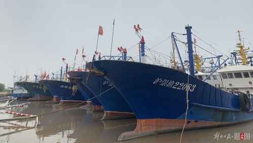 保持高压态势严打非法捕捞,上海人大启动长江十年禁渔工作专项监督