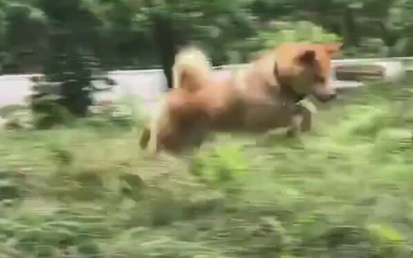 狗狗在草里跳来跳去,比兔子跳得高,主人不敢相信这是狗