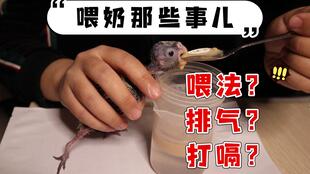 玄凤鹦鹉如何用针管喂奶及注意事项,省时省力第一次用小玄鸡不怎么配合