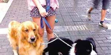 深圳女子为了贩毒假装遛狗 该地根本不适合遛狗