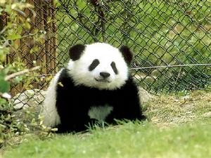 被人脱裤子的大熊猫 网友们说这熊猫也是太折腾了