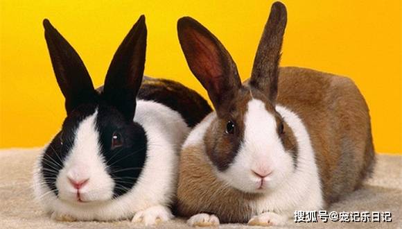 养宠知识 兔子的伤口可以用红霉素