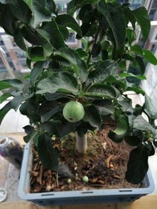 我在网上买了一颗盆栽苹果树,请大神帮忙看下这个是真的苹果树吗,为什么果实长不大,不会是海棠吧 