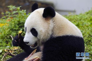 四川卧龙神树坪基地大熊猫的安逸秋日生活 