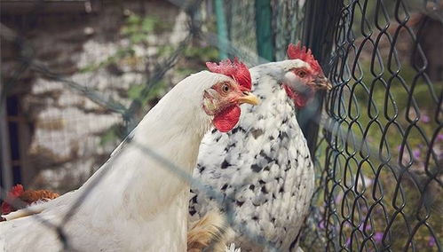 多地报告甲型禽流感H5N6散发病例,暴发疫情可能性不大