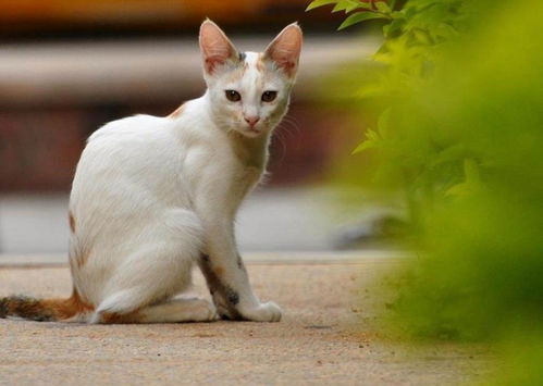 这5种人最适合养猫,如果你是其中之一,那赶紧行动起来吧