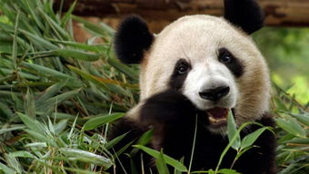 原来熊猫吃竹子是要剥皮的