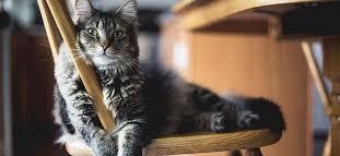 猫咪一般寿命有多长 有这六个特征的它,已经算老猫了