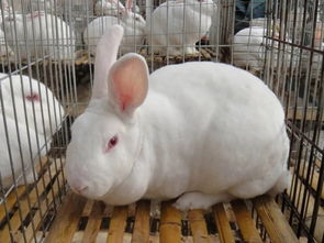 2018年三季度养殖户兔及兔产品销售价格变化
