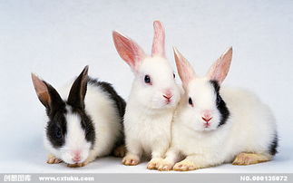 兔子写真 1 9 动物素材