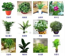 最耐阴的十大室外植物图片,耐阴植