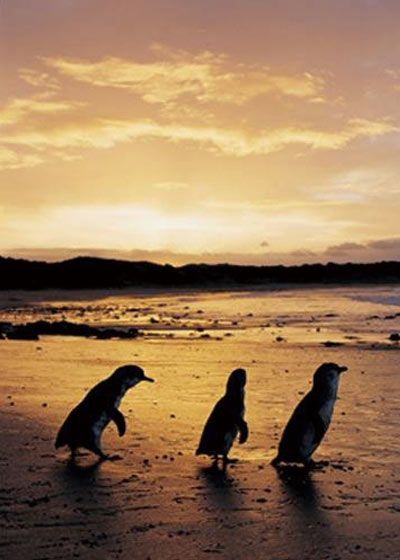 菲利普岛著名的小企鹅 不走寻常路 黄金周墨尔本另类路线推荐 旅行 