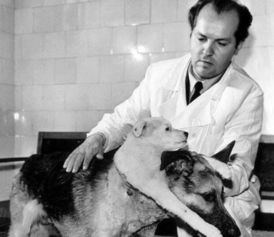 苏联双头狗实验是什么 这个实验有多恐怖