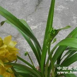 中国龙兰花,中国龙兰:生长习性
