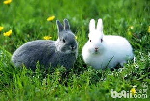 兔子拉稀怎么办 兔子拉稀的原因有哪些