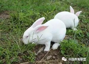 兔子不发情怎么办 