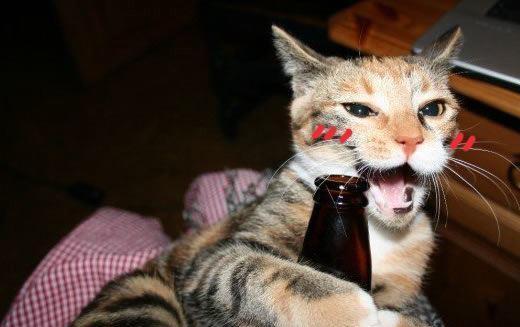 猫咪犯错后,猫主人给它灌了2瓶啤酒