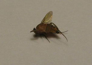 家中有一种背部有褐色条纹的小飞虫,是什么 如何消灭