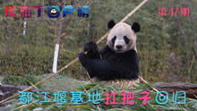 熊猫TOP榜 第一季