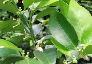桑树幼果：初春的绿色瑰宝，营养价值与健康功效并存