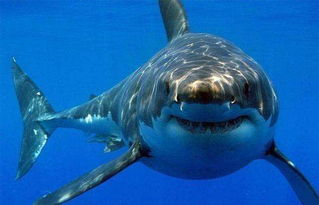 鲨鱼到底吃不吃人 人类的肉合鲨鱼的胃口吗