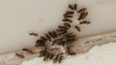 家里有蚂蚁,有什么安全无毒且不伤害猫的灭蚁方法吗