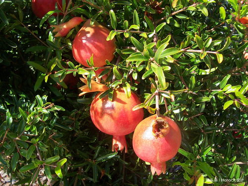 三种象征美好的水果,石榴 樱桃 桃子,寓意你知道几个