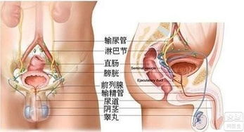 前列腺疼痛怎么缓解