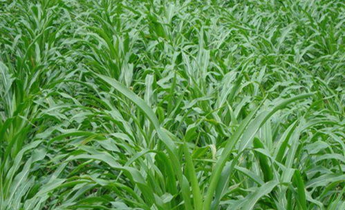 墨西哥玉米草的种植技术北方需要盖