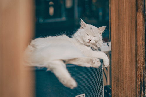 名门猫咪装扮怎么获得(名门新宠物)