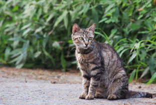 友好的猫咪