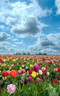 荷兰国花是什么花?郁金香图片,荷兰