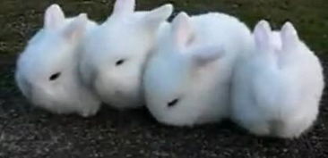 这种兔子名字叫什么 